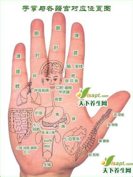 手指代表器官|手代表五脏的图解